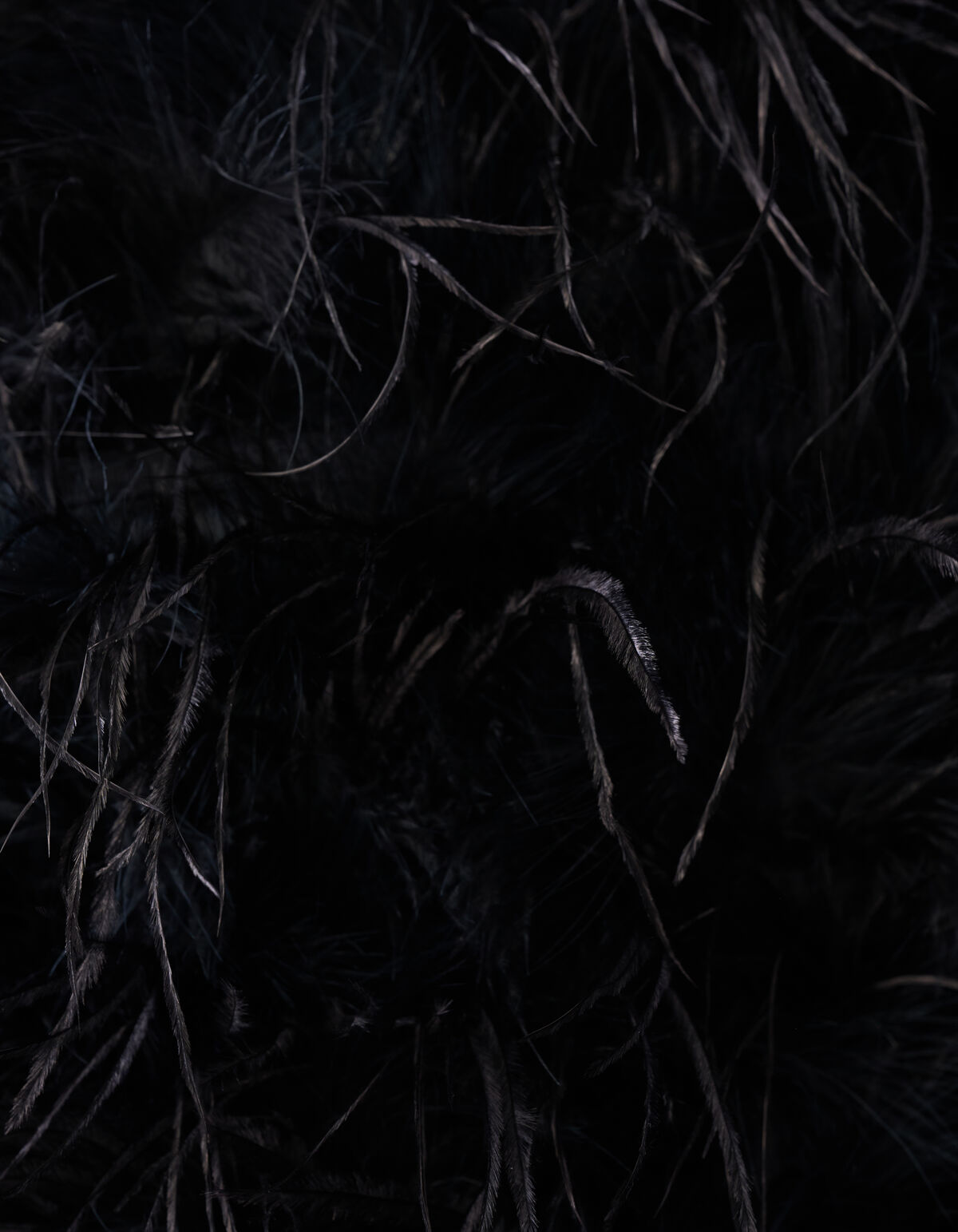 Federtop Schwarz SHOEBY WOMEN